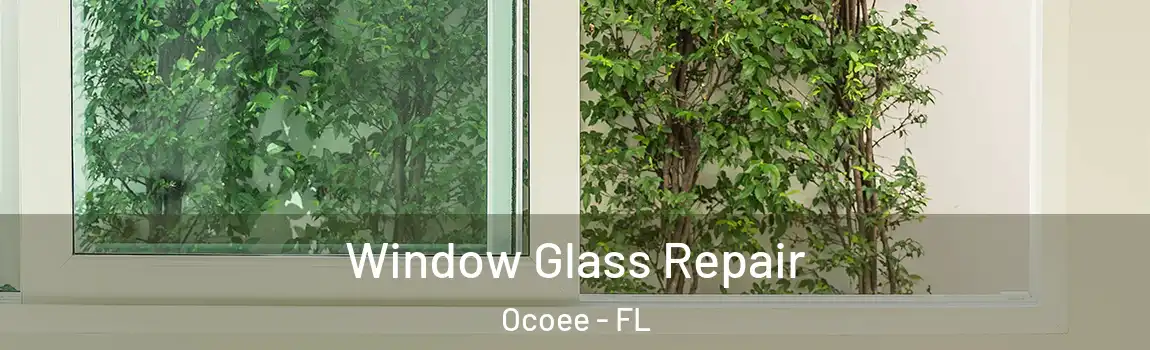  Window Glass Repair Ocoee - FL